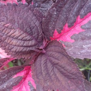 Coleus 1st Type