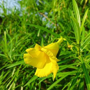 Yellow Karabi Baby Plant