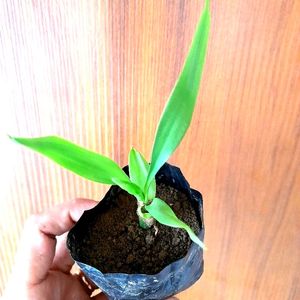 Lucky Bamboo Saplings 4