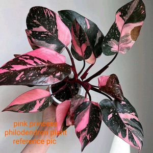 Pink Princess Philodendron And Ring Of Fire Plant