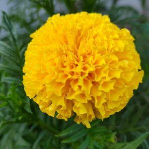 Yellow African Marigold