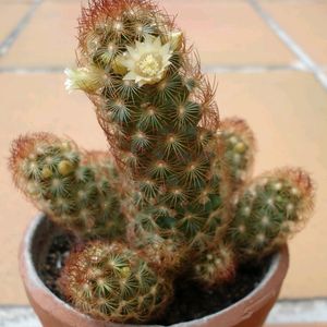 Table Flowering Cactus Mammillaria