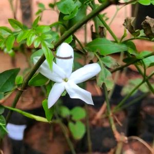 Spanish Jasmin Flower Plant With Root