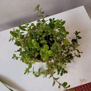 Pilea Depressa Plant & Pot