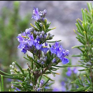 Rosemary Live Plant