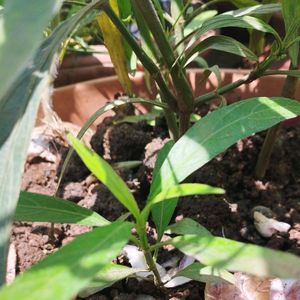 Purple 💜 Ruellia Tuberosa Plant Saplings