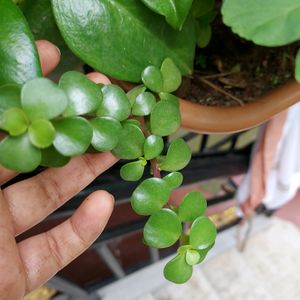 Jade Plant With Roots