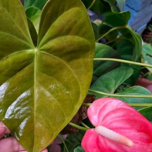 Antinium Anthurium Hybried Winter Flower Bulb