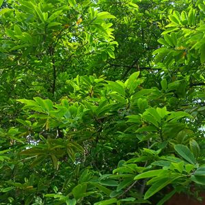 Sitafal / Sharifa Fruit Plants