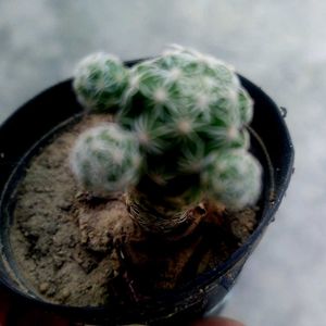 Rare And Expensive Cactus Plant