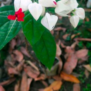 Brautiful Bleeding Heart Flower Plant With Root