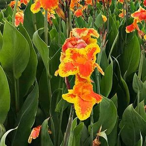 Canna Lily Yellow Oeange Plant