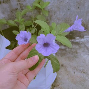 Mexican Petunia Plant Cutting