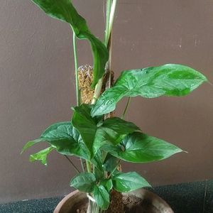 Sygonium Arrow Green Nyon Live Plant