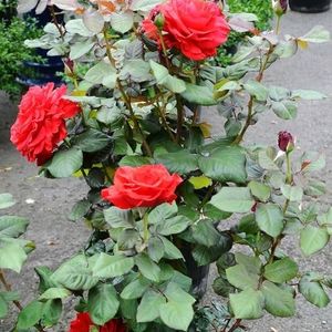 Red Rose Plant Pack Of 2