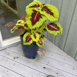 Coleus Red Green plant