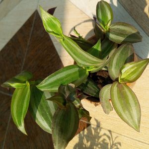 Wandering Jew Plant ☘️