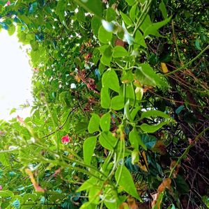 Plant Juhi(Indian Jasmine)🧿