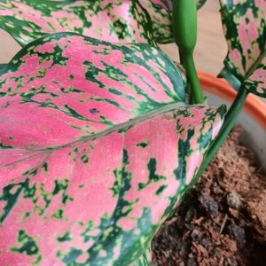 Aglaonema Plant