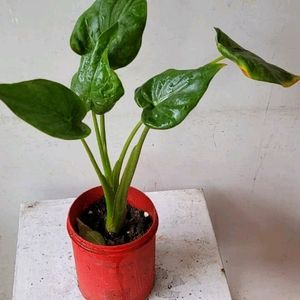 Alocasia cucullata (Elephant Ear) Plant & Pot