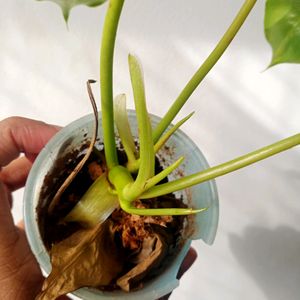 Live Philodendron Plant