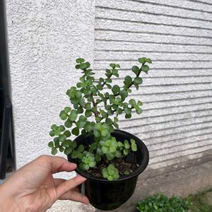 Jade Plant kuberakashi , Dhankuber live plants