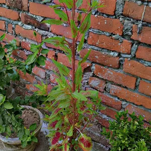 Amaranthus Plant