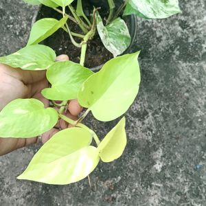 Manjula And Neon Pothos Fully Rooted Plant