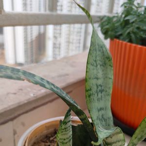 Live Snake Plant Withou