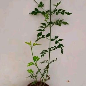 Spanish Jasmin Flower Plant With Root