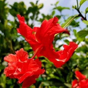 Double Layer Hibiscus Cutting((RED))