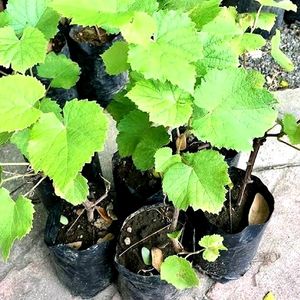 Black Angoor Plant Cutting((Seed Less))