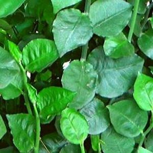 Stems Of Naagdon,Modern Plants Live Naagdon/Nagdon Medicinal Plant