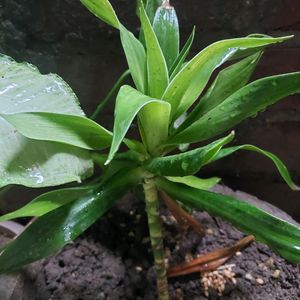 Dracae Lucky Plant