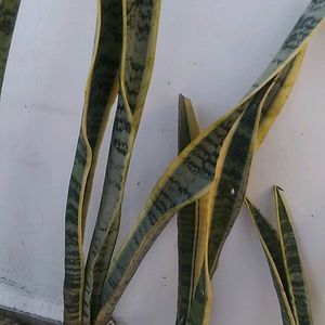 Snake Plant With Pot