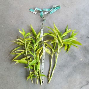 18 Inch Lucky Bamboo