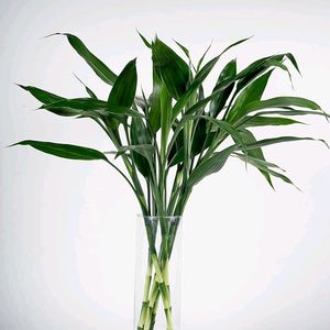 5 Stems Upto 30 Cm  Lucky Bamboo Plant