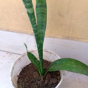 Original Oxygen Snake Plant