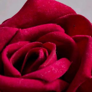 Velvet Red♥️♥️ Rose For Some One Special