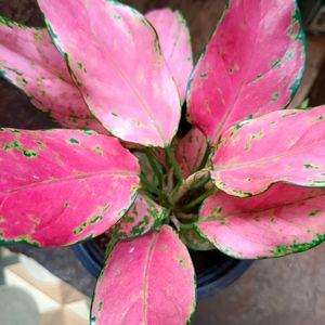 Algonema Pink Varitey