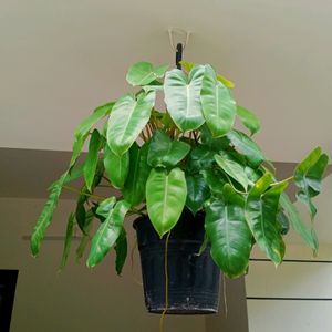 Philodendron Burl Maxx Well Rooted Plant