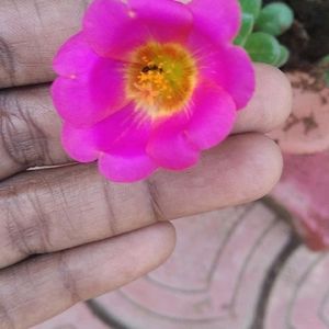 Combo 10 VarietyMoss Rose And 9"O Clock Live Plant