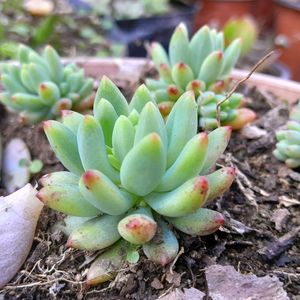 Echeveria elegans Succulent