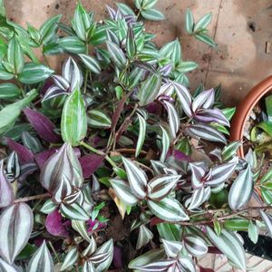 8 To 10 Wandering Jew Plants With Roots