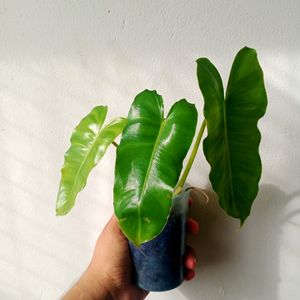 Live Philodendron Plant