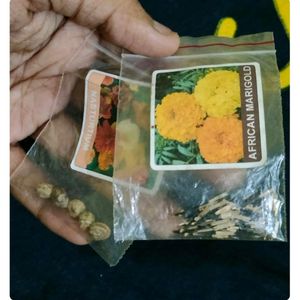 Summer Flower Seeds