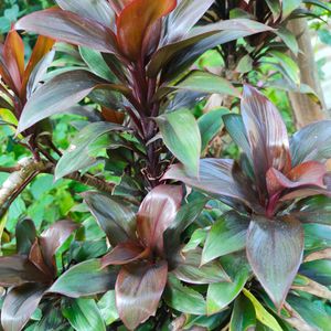 Cordyline Fruticosa Indoor Plant