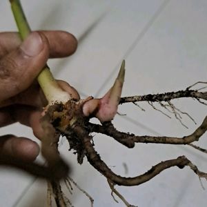 Lesser Galangal Rhizome