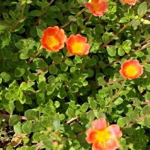 Orange Portulaca Flowers