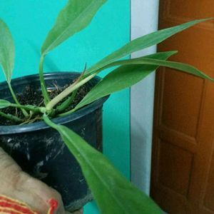 Philodendron Pluto